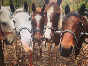 horses at Smokemont Riding Stables